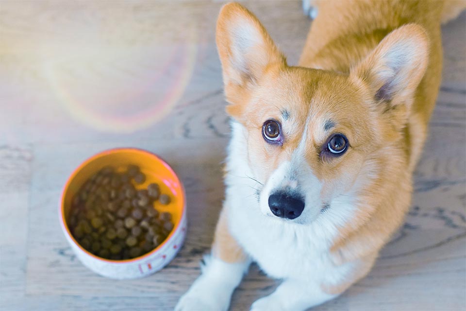 How Much CBD Should You Give Your Pet?